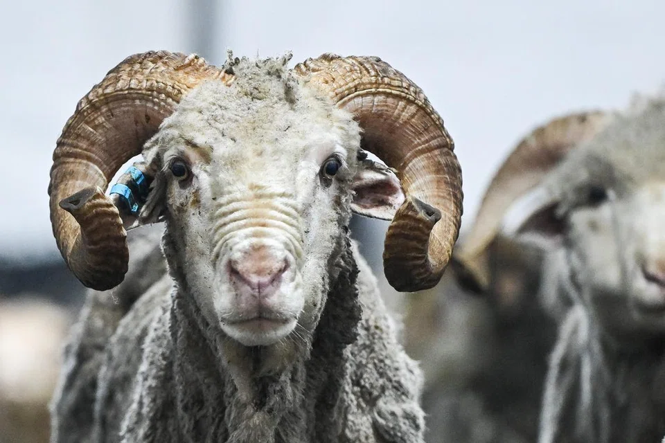 Antara jenis kambing yang diterbangkan ke Singapura oleh penyedia khidmat korban Aliyah Rizq Holdings dari Australia pada pagi 5 Jun itu adalah kambing yang bertanduk iaitu ram lamb.