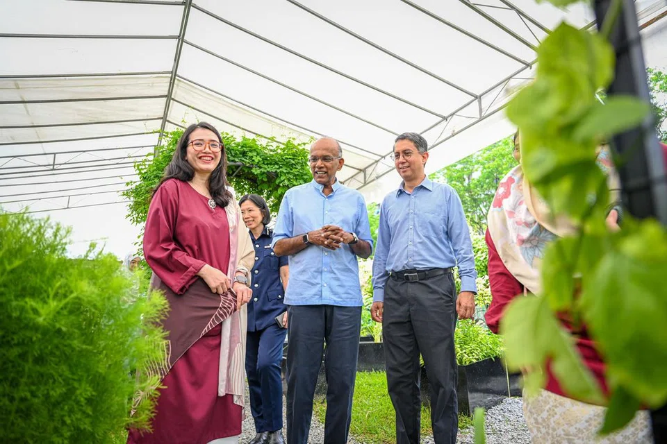 BANTU PESALAH WANITA: (Dari kanan) Menteri Negara (Ehwal Dalam Negeri merangkap Pembangunan Negara), Profesor Madya Muhammad Faishal Ibrahim; Menteri Undang-Undang merangkap Ehwal Dalam Negeri, Encik K. Shanmugam; dan Presiden Persatuan Pemudi Islam Singapura (PPIS), Cik Hazlina Abdul Halim, meninjau taman di Rumah Peralihan Rise Above dengan penghuni boleh  memetik hasil tanaman untuk menyiapkan makanan dan minuman.