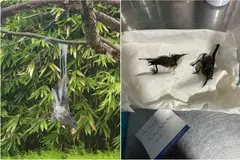 Menurut Persatuan Berkaitan Penyelidikan dan Pendidikan Haiwan (Acres), terdapat burung yang baru-baru ini ditemui terlekat pada pokok di Gardens by the Bay termasuk burung murai kampung (kiri) dan burung matahari.