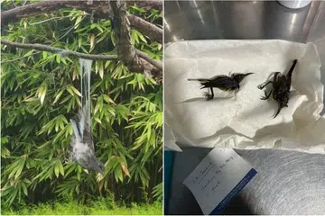Menurut Persatuan Berkaitan Penyelidikan dan Pendidikan Haiwan (Acres), terdapat burung yang baru-baru ini ditemui terlekat pada pokok di Gardens by the Bay termasuk burung murai kampung (kiri) dan burung matahari.