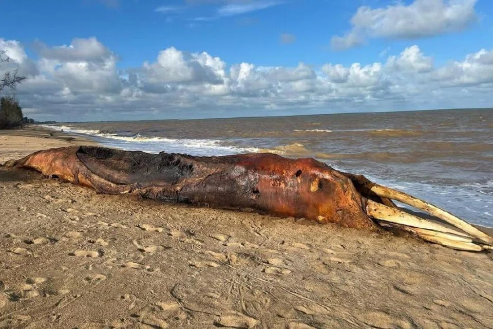 Bangkai ikan paus yang ditemukan terdampar dekat Pantai Kampung Sungai Miang, di Pekan, Pahang, pada 24 Februari. 