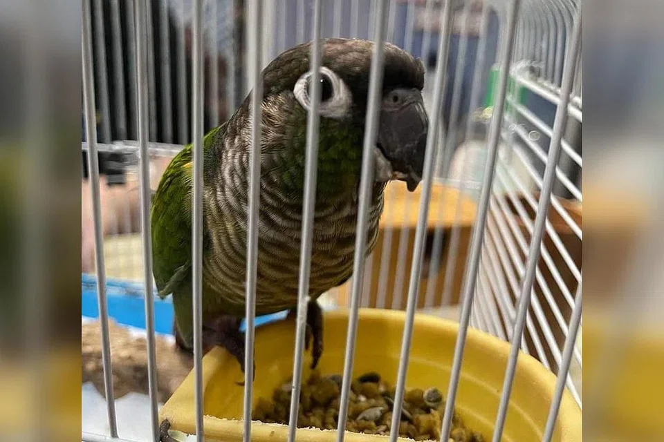 DIANIAYA: Burung kakak tua ini dijentik paruhnya oleh seorang wanita dan disuap air liur dalam sebuah video yang telah tular. - Foto PARROT SOCIETY SINGAPORE