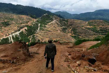 Ladang durian di Raub Pahang. Foto: AFP