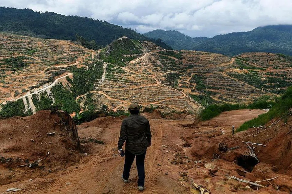 Ladang durian di Raub Pahang. Foto: AFP