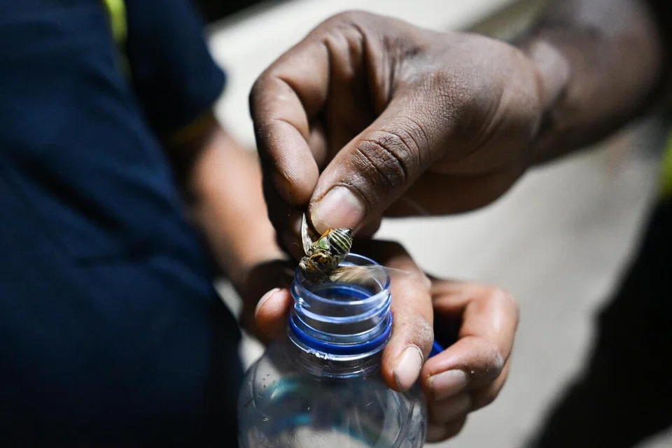 Seorang kontraktor Majlis Bandaran Tampines memasukkan seekor reriang yang ditangkapnya ke dalam botol plastik di Blok 321 Tampines Street 33 pada 23 April.