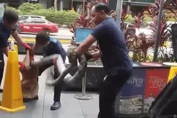 KENDALI DENGAN BETUL: Rakaman video menunjukkan beberapa pekerja kawal serangga cuba menangkap seekor ular sawa di Orchard.