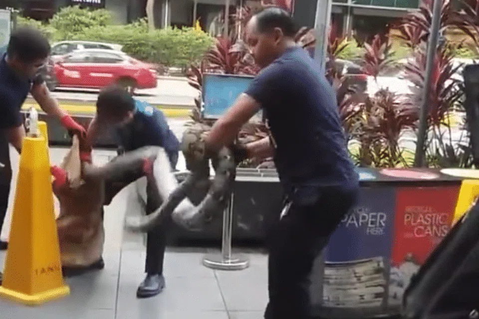 KENDALI DENGAN BETUL: Rakaman video menunjukkan beberapa pekerja kawal serangga cuba menangkap seekor ular sawa di Orchard.