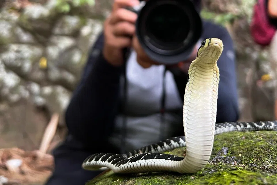 Kembara sebegini memberi Cik Julina Khusaini peluang mengetahui cara menangani situasi sekiranya terserempak ular atau dipatuk ular semasa di hutan.