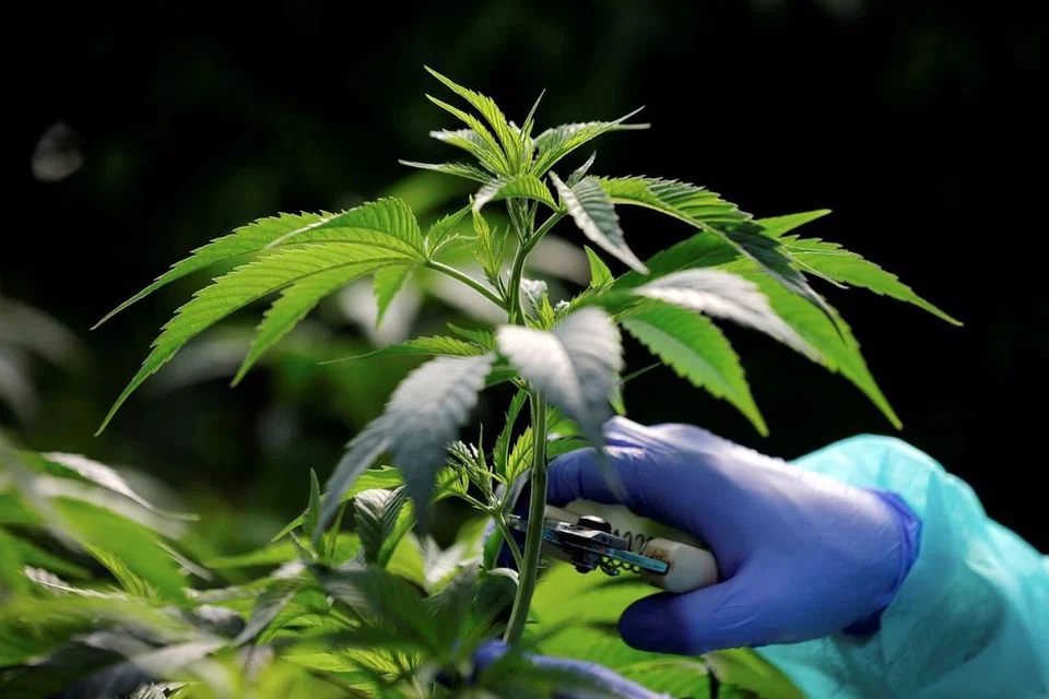 MANFAAT PERUBATAN: Pada Disember lalu, Thailand meluluskan undang-undang berhubung penggunaan ganja bagi tujuan perubatan. Beberapa negara lain juga sedang mempertimbangkan undang-undang serupa. - Foto REUTERS
