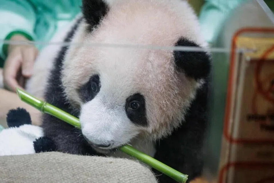 Satrio Wiratama di Panda Palace, Taman Safari Indonesia di Bogor, Jawa Barat, pada 15 Mei.