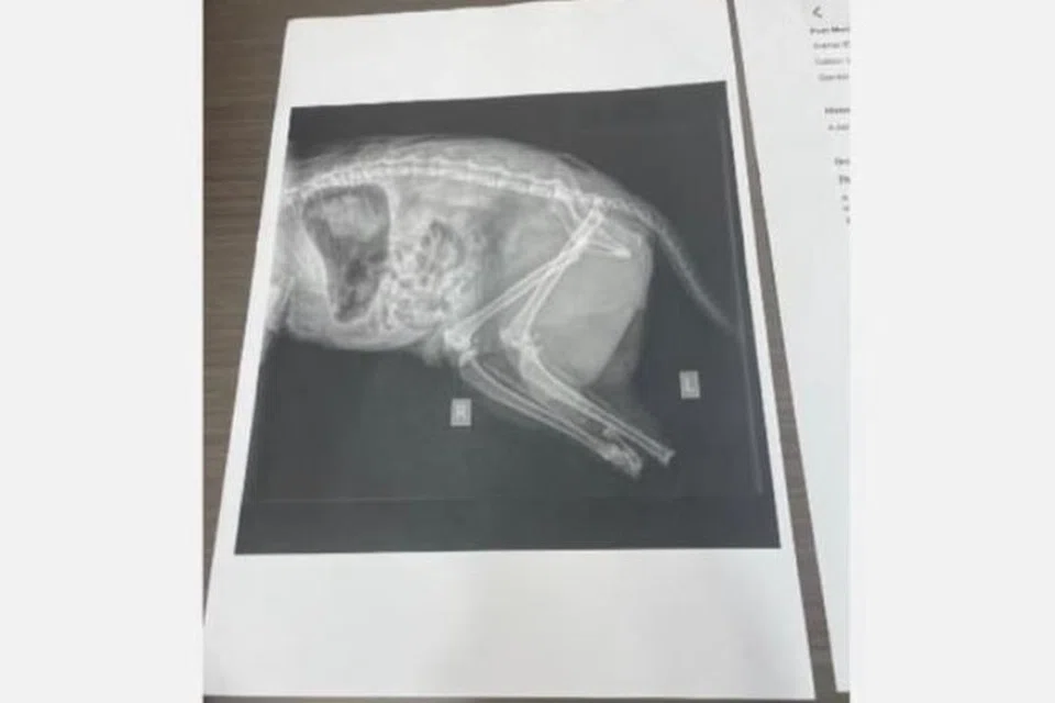 Laporan perubatan menunjukkan keadaan seekor daripada beberapa kucing yang ditemukan mati di Universiti Malaya, Kuala Lumpur, dengan kesan kaki dipotong dengan senjata tajam pada Disember 2024.