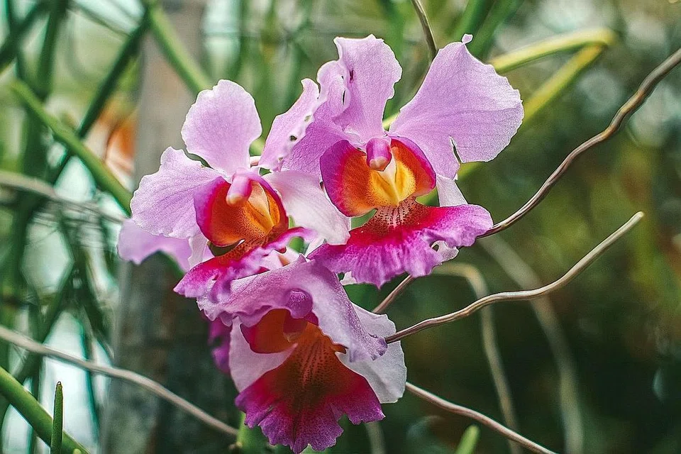 BUNGA KEBANGSAAN - Foto fail