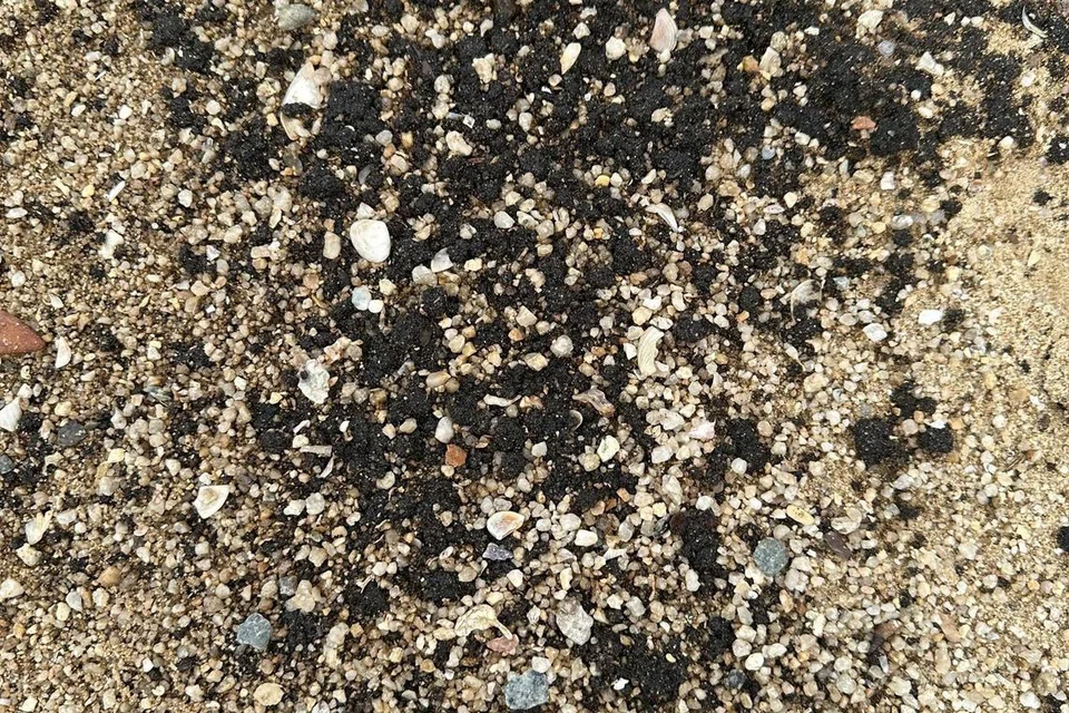 Bebola tar (berwarna hitam) merupakan gumpalan kecil minyak terkumpul di dalam pasir yang perlu dibersihkan menggunakan pencakar dan ayak. 