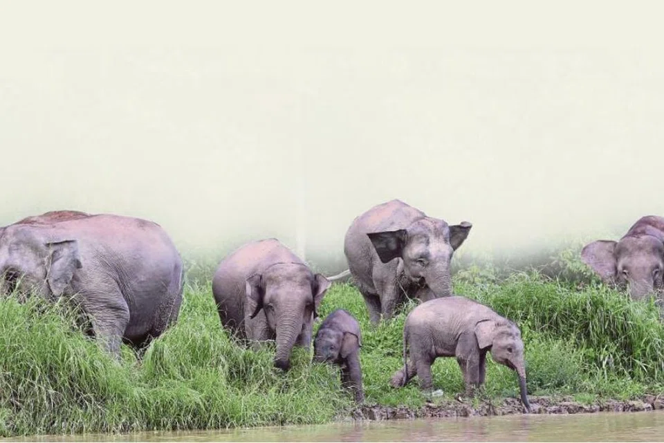 Gajah pygmy Borneo kerap menjadi sasaran buruan dan mangsa pembunuhan pemburu haram.
