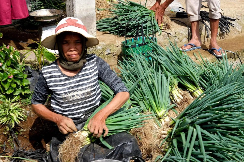 Seorang pekerja di ladang sedang mengikat daun bawang untuk dijual.