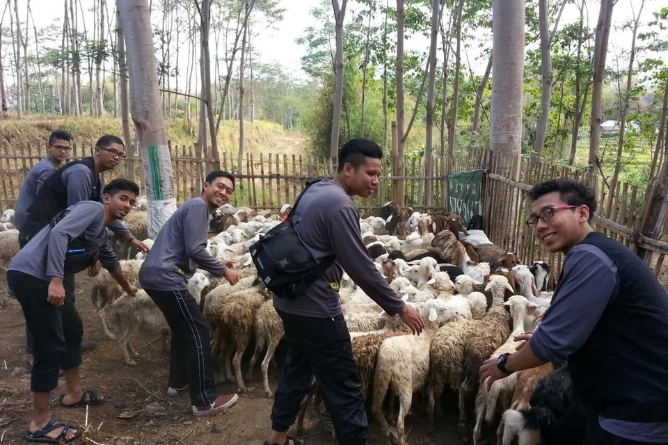 Belia Perdaus mengawal kambing-kambing yang sihat, sedia untuk disembelih di Malang, Indonesia. Foto ini telah dirakam beberapa tahun lalu.