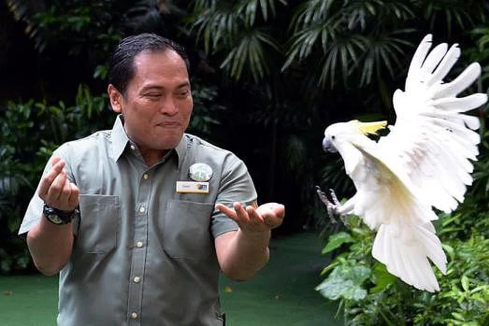 LATIH BURUNG: Encik Shahril membantu penyelianya melatih burung melakukan rutin pertunjukannya seperti burung nuri ini yang bernama Sassy.