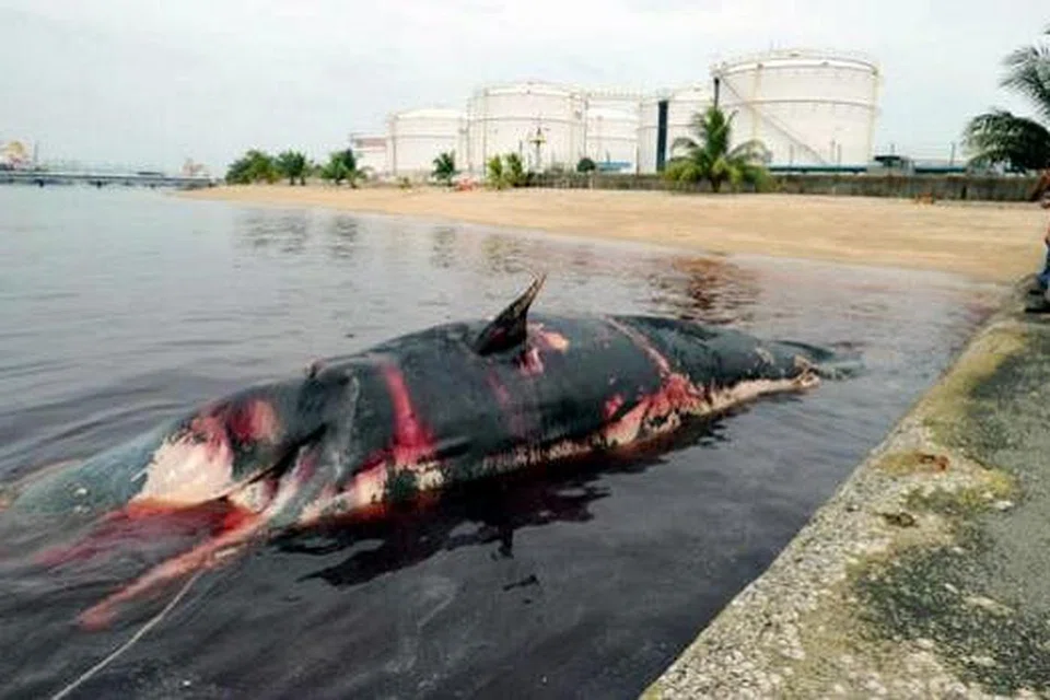 Rangka ikan paus sperma ini, yang dijumpai mati terapung-apung dekat Pulau Jurong pada 10 Julai lalu, dijangka mula dipamer kepada orang ramai di Muzium Sejarah Semula Jadi Lee Kong Chian di NUS Februari depan. Gambar fail THE STRAITS TIMES 