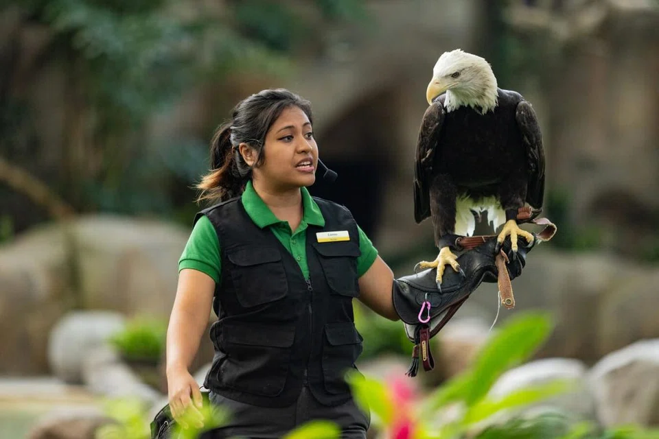Cik Norzaleena Jumali, mengendalikan persembahan burung di Bird Paradise, Predators on Wings. Persembahan i\tu mempamerkan burung pemangsa seperti helang ‘American Bald Eagle’ (gambar).