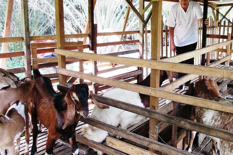 MASUK KANDANG KAMBING MENGEMBEK: Meskipun sudah biasa dengan kehidupan kota di Singapura, Encik Misiri dapat menyesuaikan diri dengan kehidupan desa termasuk menjaga kambing ternakannya yang perlu perhatian rapi berbanding haiwan ternakannya yang lain.
