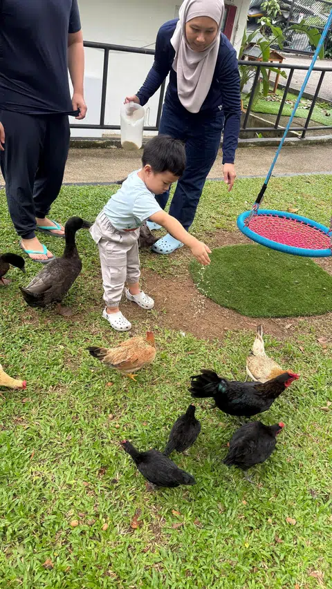 Anak penulis, Muhammad Uwais Jefnilham, beri ayam makan.