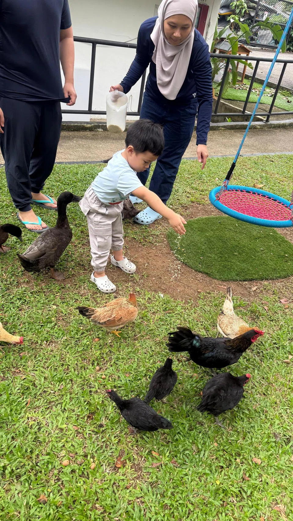 Anak penulis, Muhammad Uwais Jefnilham, beri ayam makan.