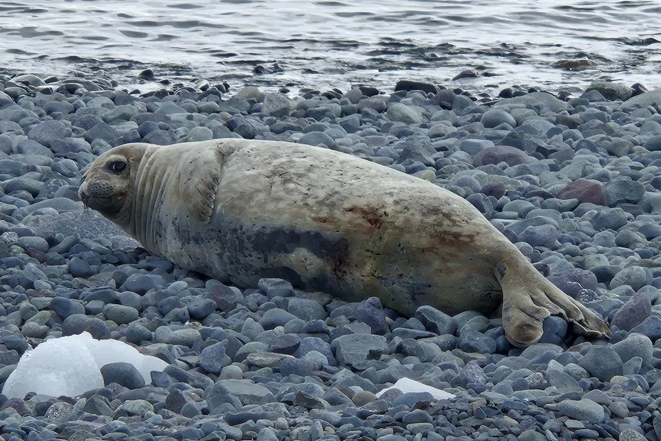 Anjing laut dapat dilihat di Pulau Greenwich.