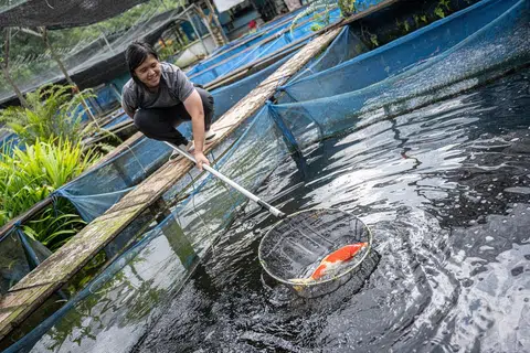 BAKA TEMPATAN: Cik Hillary Lee menunjuk koi tempatan yang dibiakkan dari kolam tanah. Beliau tekun menjaga dan memberi makan ikan setiap hari sebagai sebahagian daripada tanggungjawabnya di ladang.