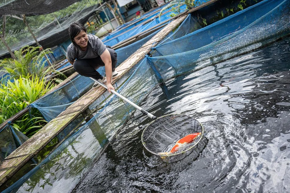 BAKA TEMPATAN: Cik Hillary Lee menunjuk koi tempatan yang dibiakkan dari kolam tanah. Beliau tekun menjaga dan memberi makan ikan setiap hari sebagai sebahagian daripada tanggungjawabnya di ladang.