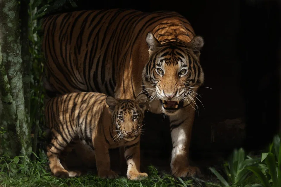 Safari Malam bekerjasama dengan zoo lain dalam 26 program spesies terurus. Ini melibatkan pemindahan haiwan untuk pembiakan berdasarkan keserasian baka. Dengan menyertai program ini, Safari Malam membantu mengekalkan populasi spesies terancam.