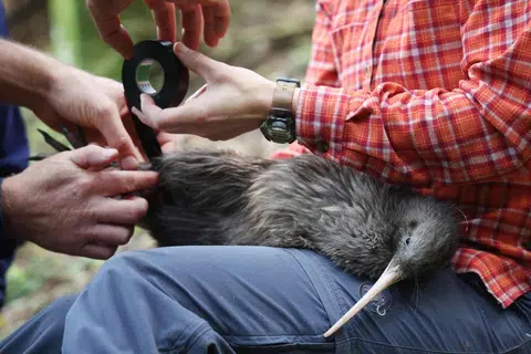 LINDUNGI BURUNG KIWI: Kini terdapat usaha besar-besaran untuk melindungi burung kiwi, burung ikon New Zealand, dengan pembasmian binatang perosak seperti tikus.