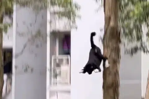 OPOCOT!: Orang yang lalu-lalang terkejut apabila kucing jatuh hampir tiga meter dari pokok.