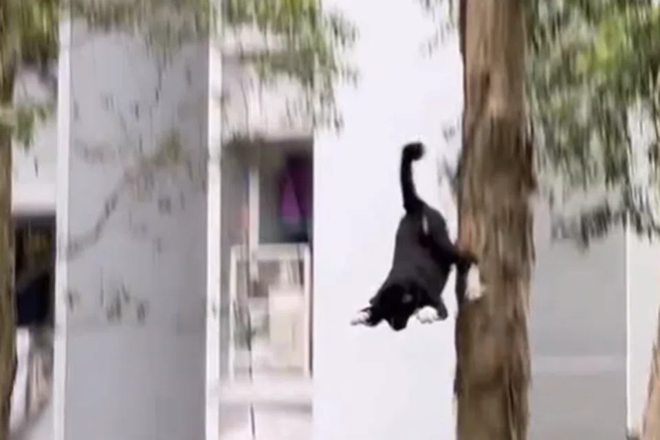 OPOCOT!: Orang yang lalu-lalang terkejut apabila kucing jatuh hampir tiga meter dari pokok.