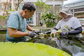 SAMA-SAMA MINAT: Cik Haslinda Putri Harun bersama Encik Yao Shih Lien bersama-sama menjayakan ‘taman’ teratai di sebuah kondominium di Bukit Timah. 