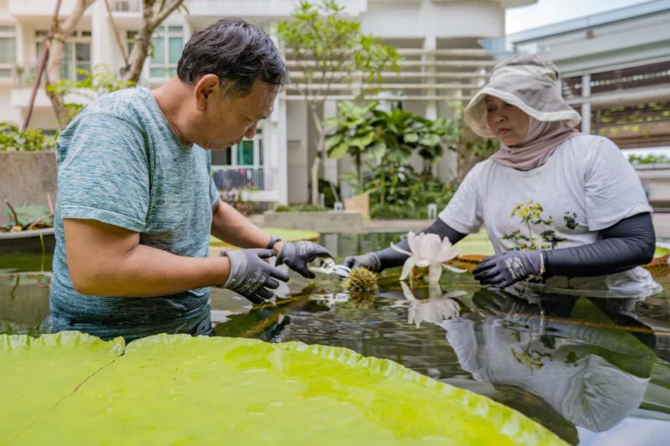 SAMA-SAMA MINAT: Cik Haslinda Putri Harun bersama Encik Yao Shih Lien bersama-sama menjayakan ‘taman’ teratai di sebuah kondominium di Bukit Timah. 
