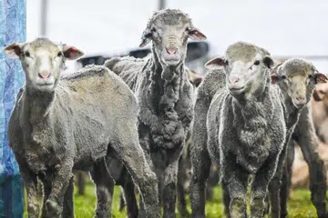 korban Singapura, haiwan korban Australia, The Meat Brothers