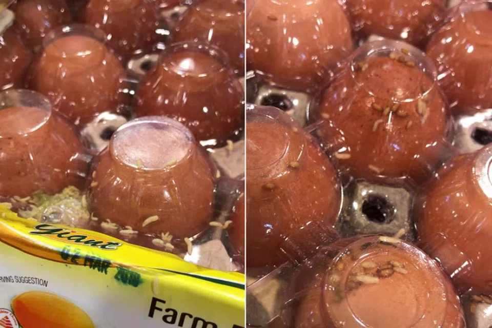 ULAT DALAM BUNGKUSAN TELUR: Bungkusan telur di pasaraya Giant Tampines dikatakan berulat, menurut video yang tersebar di media sosial. - Foto FACEBOOK/LEONARD TANG