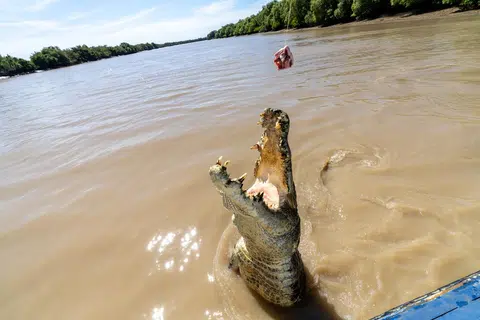 Buaya melahap umpan di Sungai Adelaide.
