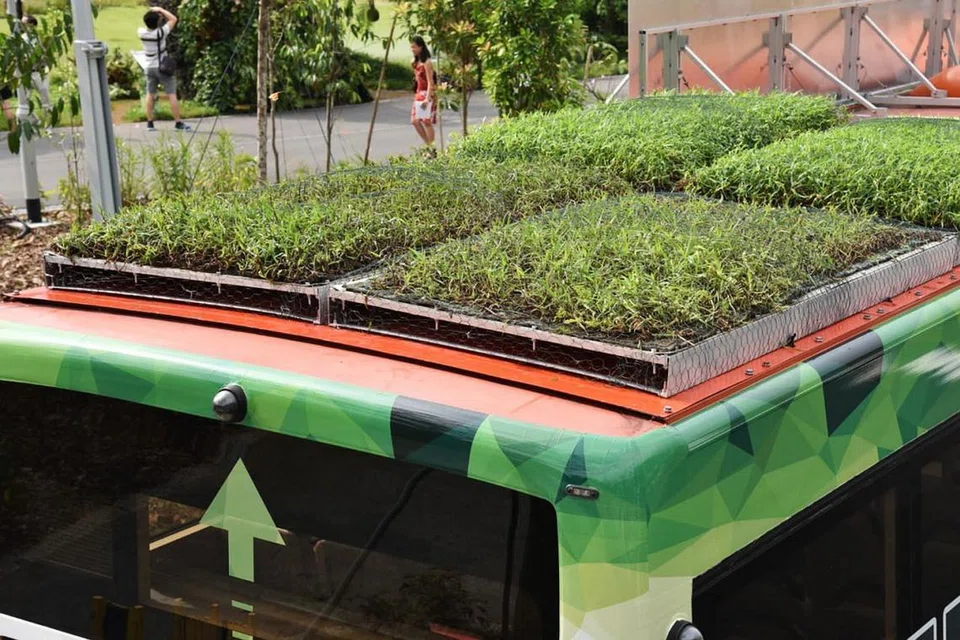 'BUMBUNG HIJAU': Keberkesanan 'kebun bumbung' bas akan diketahui akhir kajian tiga bulan ini, yang libatkan 10 bas SBS Transit berkhidmat di Toa Payoh, Tampines dan Orchard Road. - Foto BH oleh JASMINE CHOONG