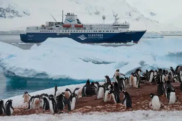 Salah satu koloni terbesar penguin jenis gentoo boleh ditemui di Pelabuhan Neko di Antartika.