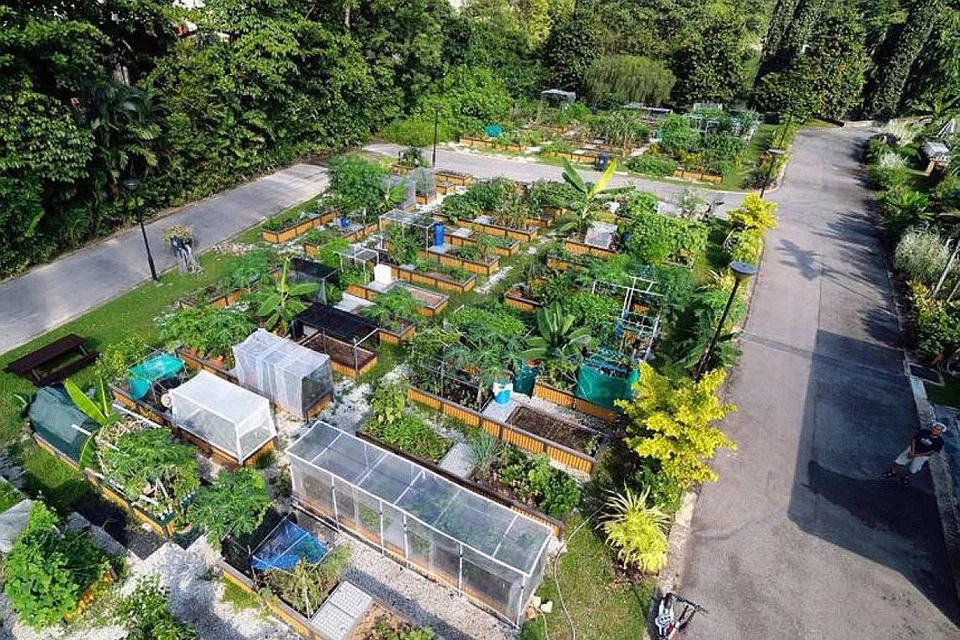 BERCUCUK TANAM DI KEBUN SENDIRI: Mulai 9 November ini, orang ramai boleh mendaftar bagi ruang berkebun di Ang Mo Kio Town Garden West dan Jurong Lake Gardens West menerusi aplikasi yang disediakan dalam talian. - Foto NPARKS