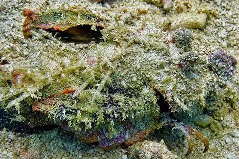 Ikan Batu juga dapat dilihat.