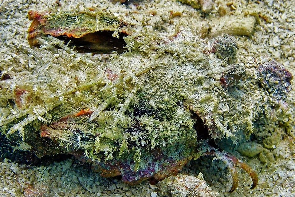 Ikan Batu juga dapat dilihat.