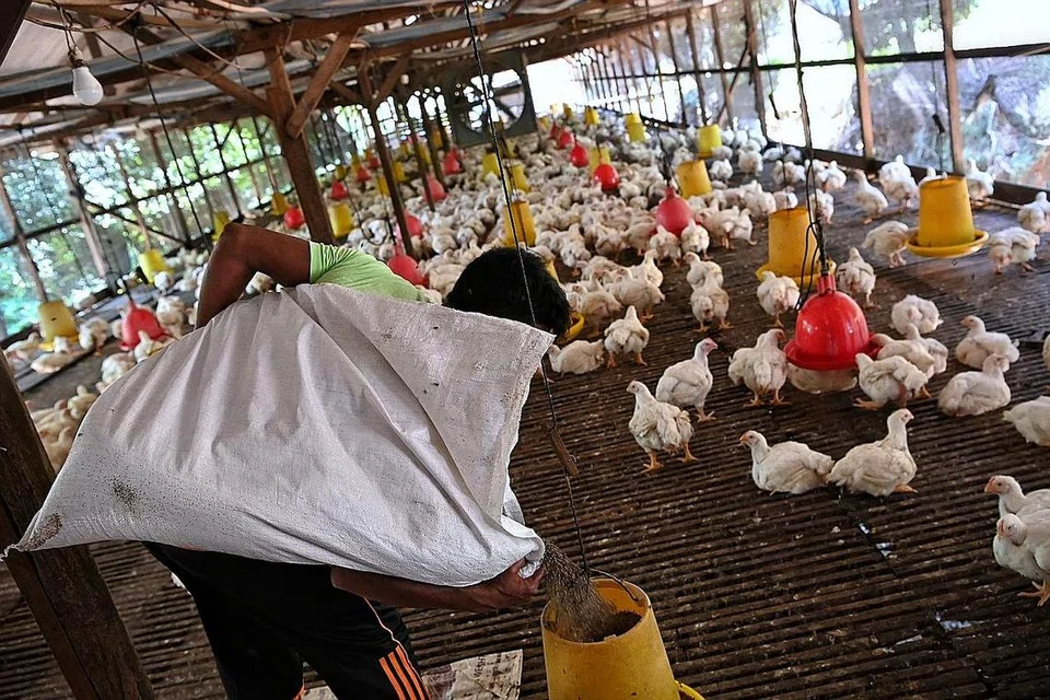 MINTA HURAIAN: Penternak ayam dan pekebun Malaysia ingin Menteri Pertanian dan Keselamatan Makanan yang baru dilantik, agar bertemu mereka supaya dapat memahami situasi dengan lebih baik dan membantu menghuraikan isu lama dalam industri tersebut. - Foto BH oleh KUA CHEE SIONG