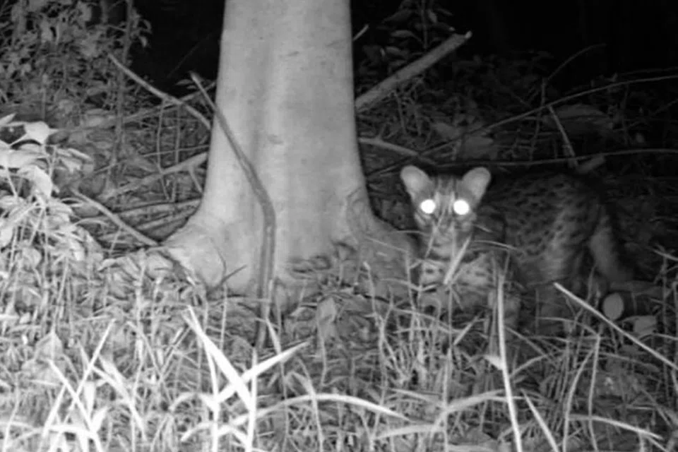 Kucing harimau bintan. - Foto WEN XUAN CHIOK