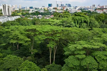 Hutan Maju dilihat dari blok HDB di Clementi Street 13 pada 16 Julai.