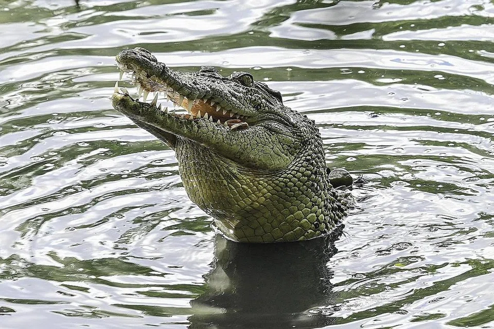 Buaya air masin. - Foto-foto: WWF-SINGAPURA, MANDAI WILDLIFE GROUP, NPARKS