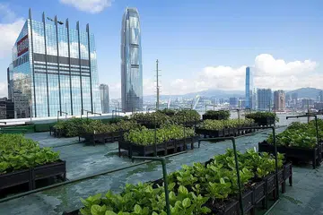 PETANI BANDAR: Sejak 2008, lebih 60 ladang di atas bumbung tumbuh di sekitar Hong Kong selaras dengan meningkatnya trend generasi baru petani bandar di serata kota sibuk seperti Hong Kong: - Foto-foto FACEBOOK ROOFTOP REPUBLIC
