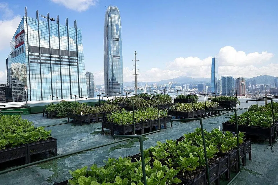 PETANI BANDAR: Sejak 2008, lebih 60 ladang di atas bumbung tumbuh di sekitar Hong Kong selaras dengan meningkatnya trend generasi baru petani bandar di serata kota sibuk seperti Hong Kong: - Foto-foto FACEBOOK ROOFTOP REPUBLIC