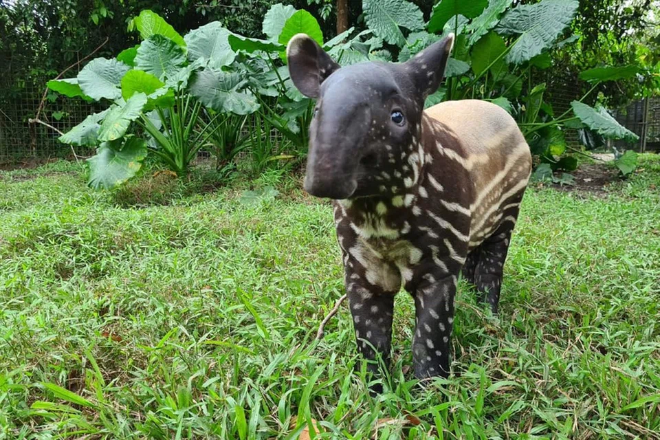Bintang adalah tapir Malaya yang terancam dan mempunyai pendengaran yang sensitif.